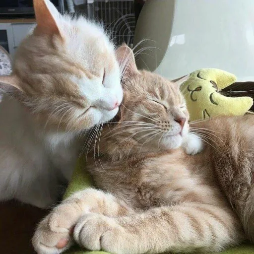🐈 Стикер «Pishi 3» для Telegram