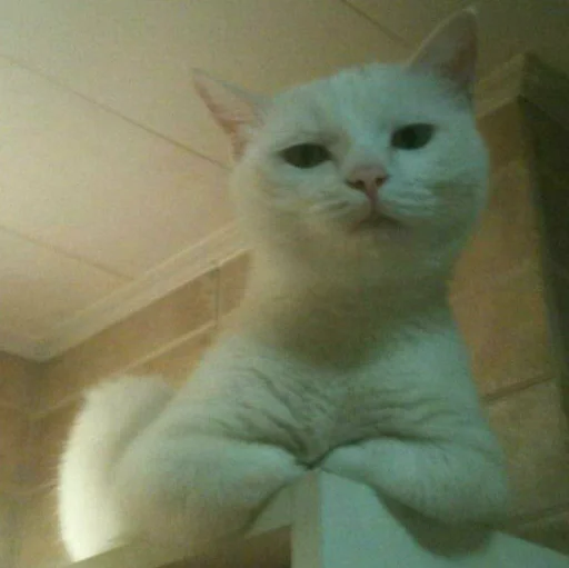 🐈 Стикер «Pishi 3» для Telegram