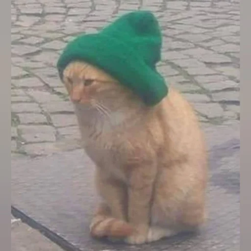 🐈 Стикер «Pishi 3» для Telegram