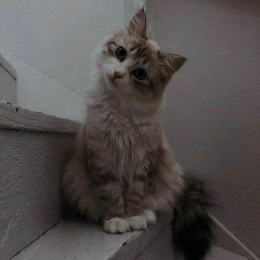 🐈 Стикер «Pishi 3» для Telegram