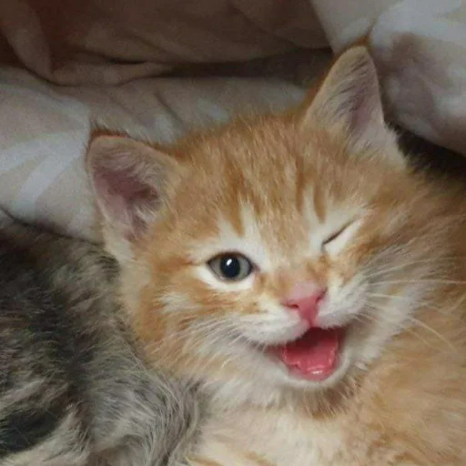 🐈 Стикер «Pishi 3» для Telegram