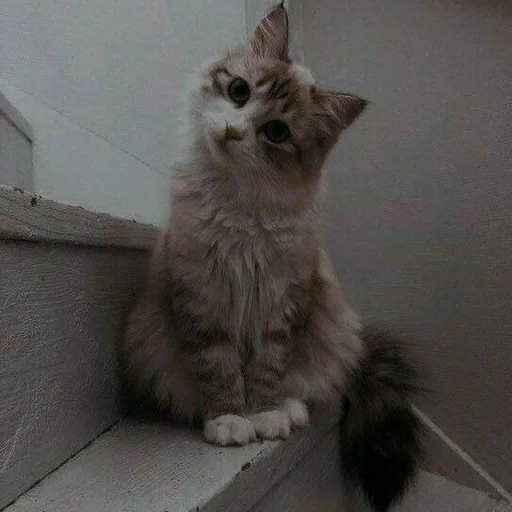 🐈 Стикер «Pishi 3» для Telegram