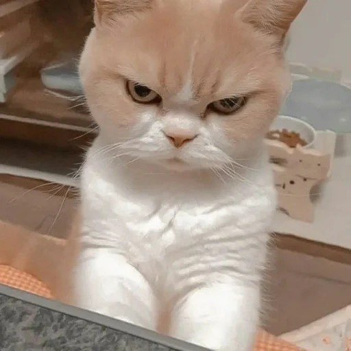 🐈 Стикер «Pishi 3» для Telegram