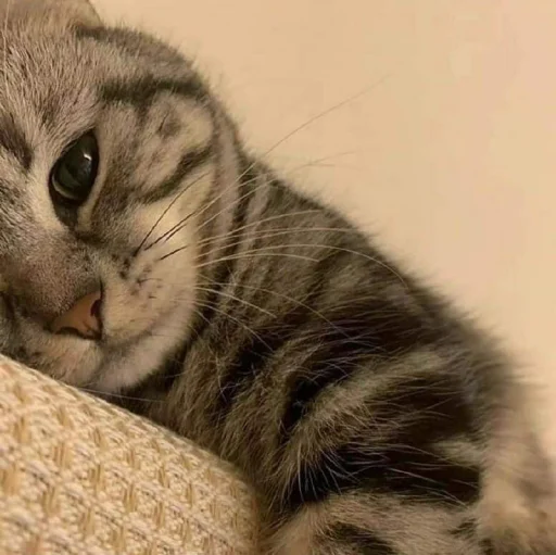🐈 Стикер «Pishi 3» для Telegram