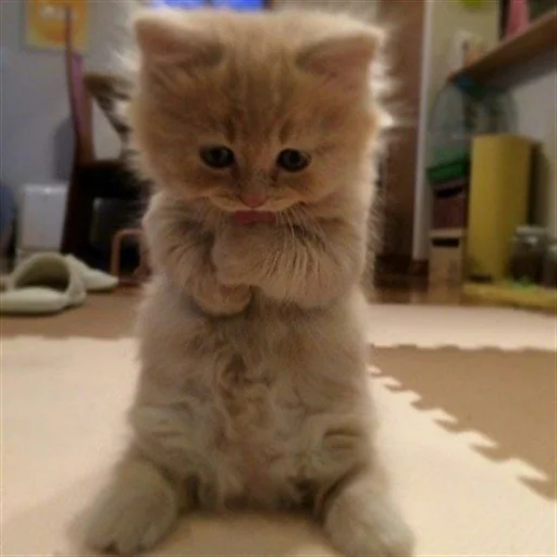 🐈 Стикер «Pishi 3» для Telegram