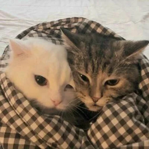 🐈 Стикер «Pishi 3» для Telegram