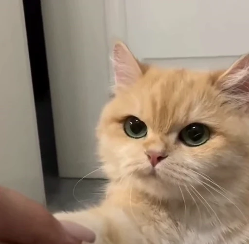 🤨 Стикер «PishiMiio» для Telegram