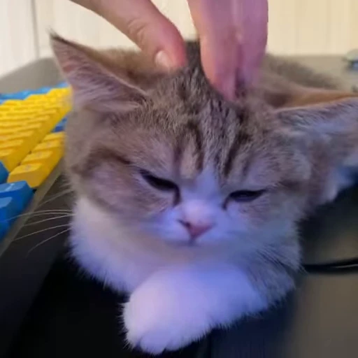 🐾 Стикер «PishiMiio» для Telegram