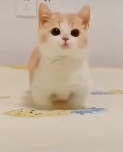 😃 Стикер «PishiMiio» для Telegram