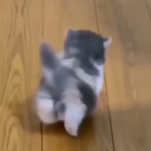 🐈‍⬛️ Стикер «PishiMiio» для Telegram