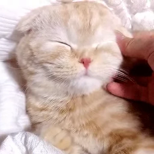😚 Стикер «PishiMiio» для Telegram