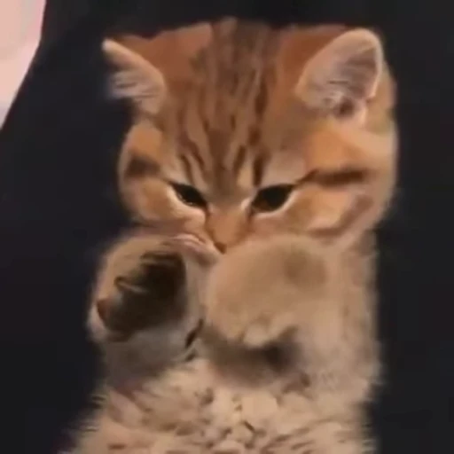 🥰 Стикер «PishiMiio» для Telegram