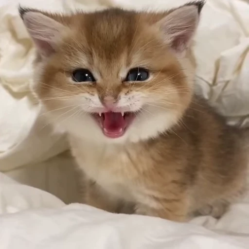 🙂 Стикер «PishiMiio» для Telegram
