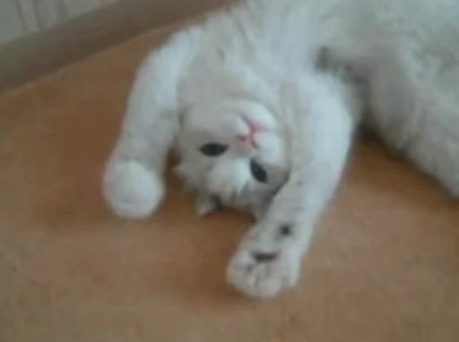 🥰 Стикер «PishiMiio» для Telegram
