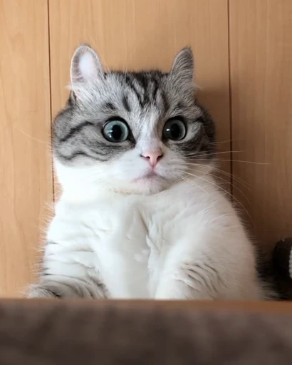 🤨 Стикер «PishiMiio» для Telegram