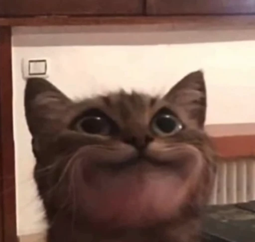 😊 Стикер «PishiMiio» для Telegram