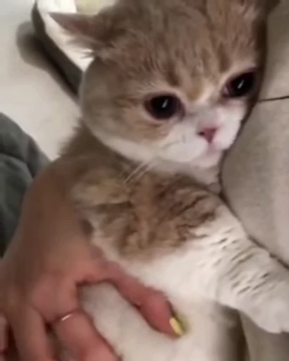 🐾 Стикер «PishiMiio» для Telegram