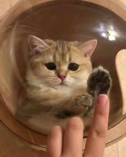 🥰 Стикер «PishiMiio» для Telegram