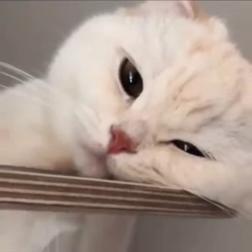 🐾 Стикер «PishiMiio» для Telegram