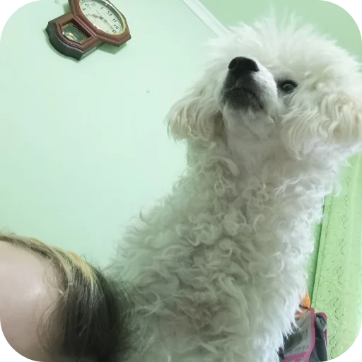 🐶 Стикер «Писька» для Telegram