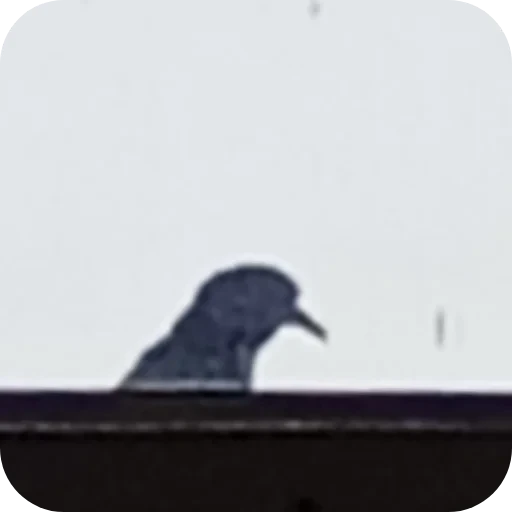 🐦 Стикер «Писька» для Telegram