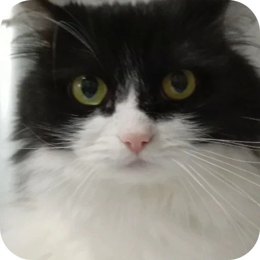 🐱 Стикер «Писька» для Telegram