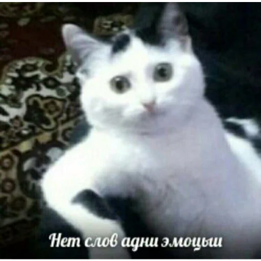 😶 Стикер «Пиво для позитива» для Telegram