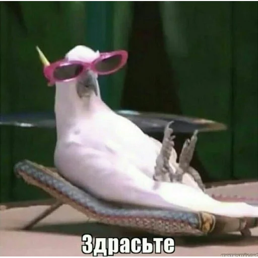 👋 Стикер «Пиво для позитива» для Telegram