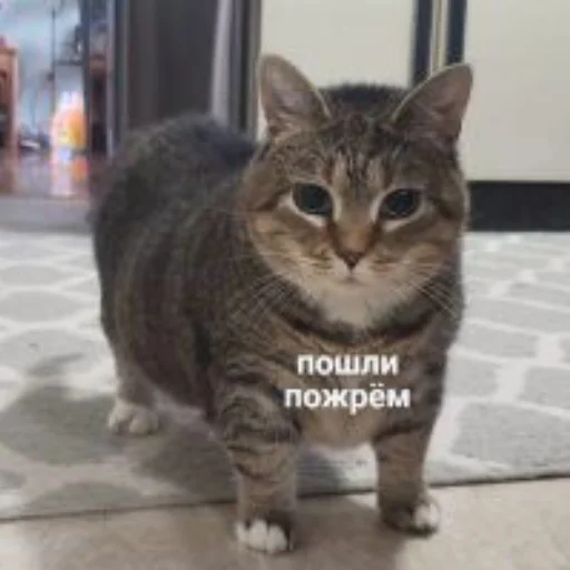 🌯 Стикер «Пиво для позитива» для Telegram
