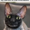 🦇 Эмодзи «Cats Котики» для Telegram