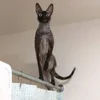 🦇 Эмодзи «Cats Котики» для Telegram