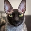 🦇 Эмодзи «Cats Котики» для Telegram