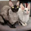 🦇 Эмодзи «Cats Котики» для Telegram