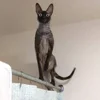 🦇 Эмодзи «Cats Котики» для Telegram