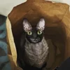 🦇 Эмодзи «Cats Котики» для Telegram
