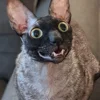 🦇 Эмодзи «Cats Котики» для Telegram