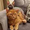 ☀️ Эмодзи «Cats Котики» для Telegram