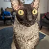 🦇 Эмодзи «Cats Котики» для Telegram