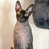 🦇 Эмодзи «Cats Котики» для Telegram