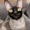 🦇 Эмодзи «Cats Котики» для Telegram