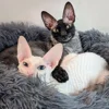 🕊 Эмодзи «Cats Котики» для Telegram