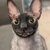 🦇 Эмодзи «Cats Котики» для Telegram