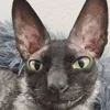 🦇 Эмодзи «Cats Котики» для Telegram