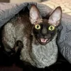 🦇 Эмодзи «Cats Котики» для Telegram
