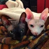 🦇 Эмодзи «Cats Котики» для Telegram