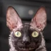 🦇 Эмодзи «Cats Котики» для Telegram