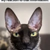 🦇 Эмодзи «Cats Котики» для Telegram