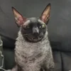 🦇 Эмодзи «Cats Котики» для Telegram