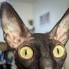 🦇 Эмодзи «Cats Котики» для Telegram