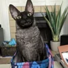 🦇 Эмодзи «Cats Котики» для Telegram